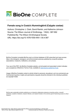 Female Song in Costa's Hummingbird (Calypte Costae)