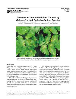 Diseases of Leatherleaf Fern Caused by Calonectria and Cylindrocladium Species Janice Y