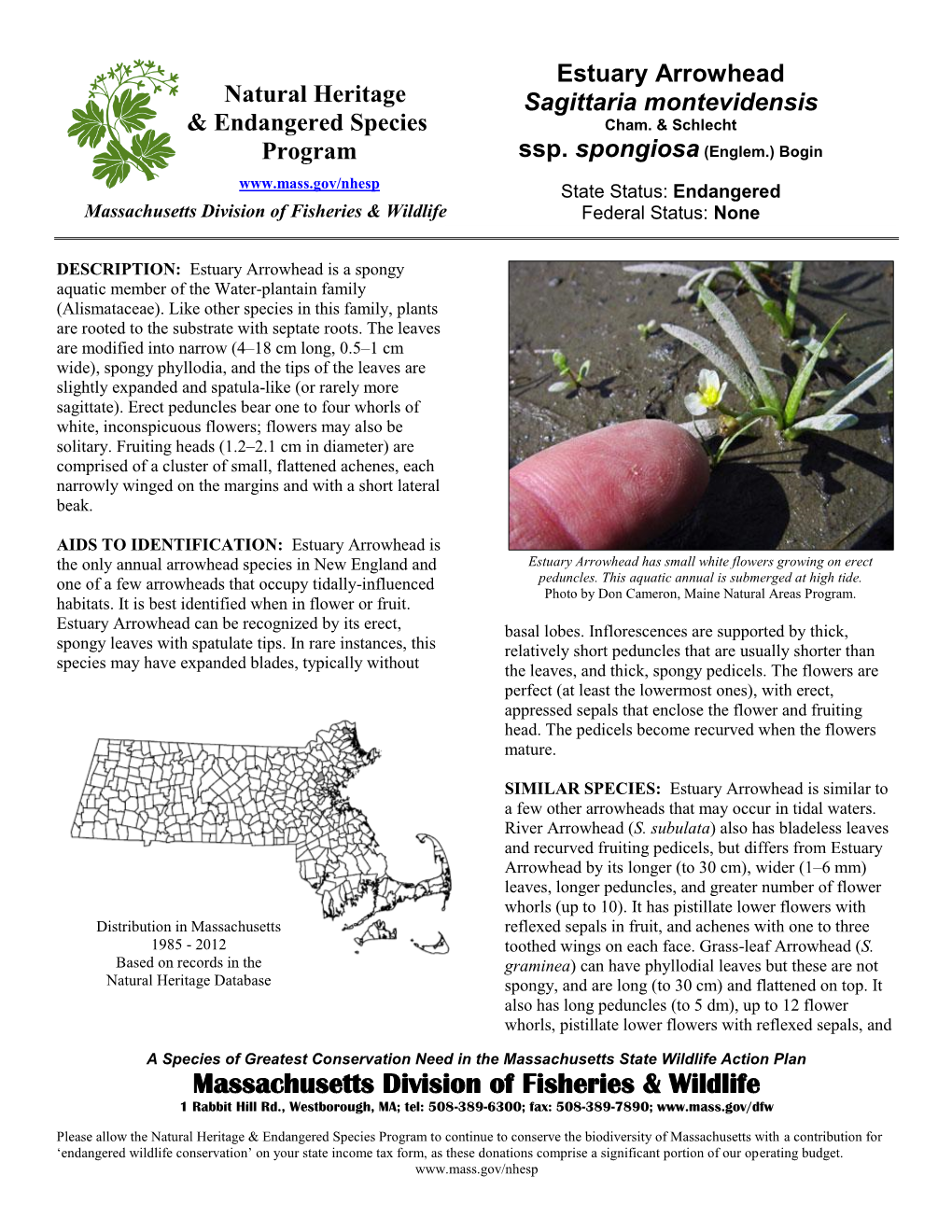 Estuary Arrowhead Natural Heritage Sagittaria Montevidensis & Endangered Species Cham