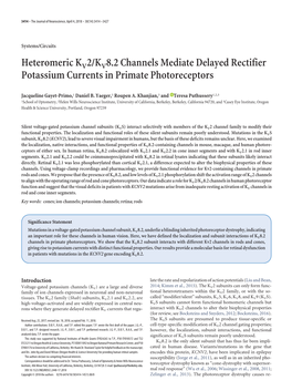Heteromeric KV2/KV8.2 Channels Mediate Delayed Rectifier Potassium Currents in Primate Photoreceptors