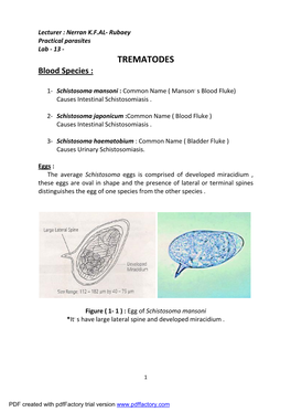 TREMATODES Blood Species