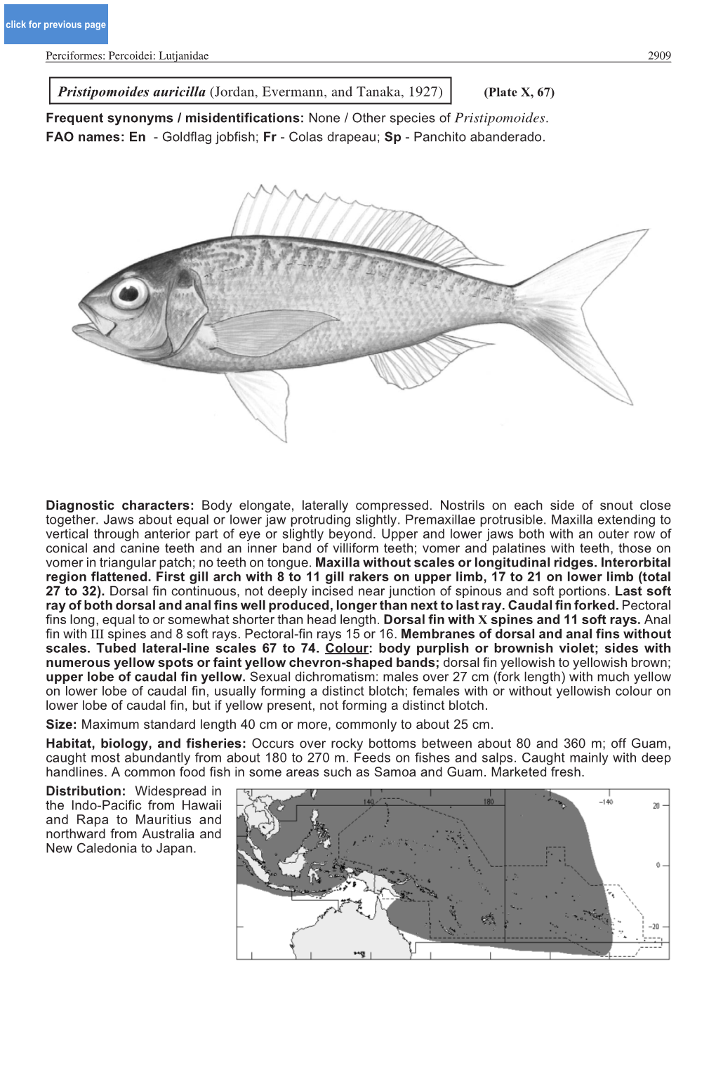 Pristipomoides Auricilla (Jordan, Evermann, and Tanaka, 1927) (Plate X, 67) Frequent Synonyms / Misidentifications: None / Other Species of Pristipomoides