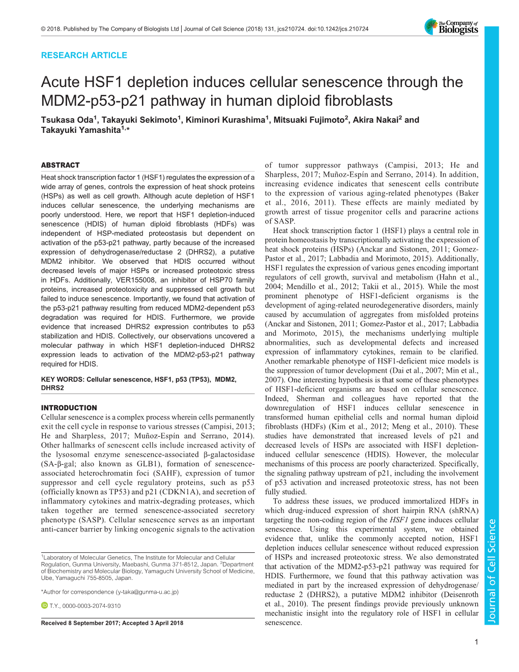 Acute HSF1 Depletion Induces Cellular Senescence Through the MDM2