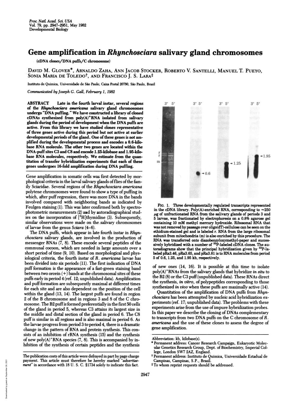 Gene Amplification in Rhynchosciara Salivary Gland Chromosomes (Cdna Clones/DNA Puffs/C Chromosome) DAVID M