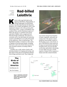 Red-Billed Leiothrix