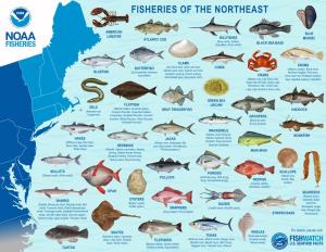 Fisheries of the Northeast