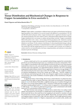 Tissue Distribution and Biochemical Changes in Response to Copper Accumulation in Erica Australis L