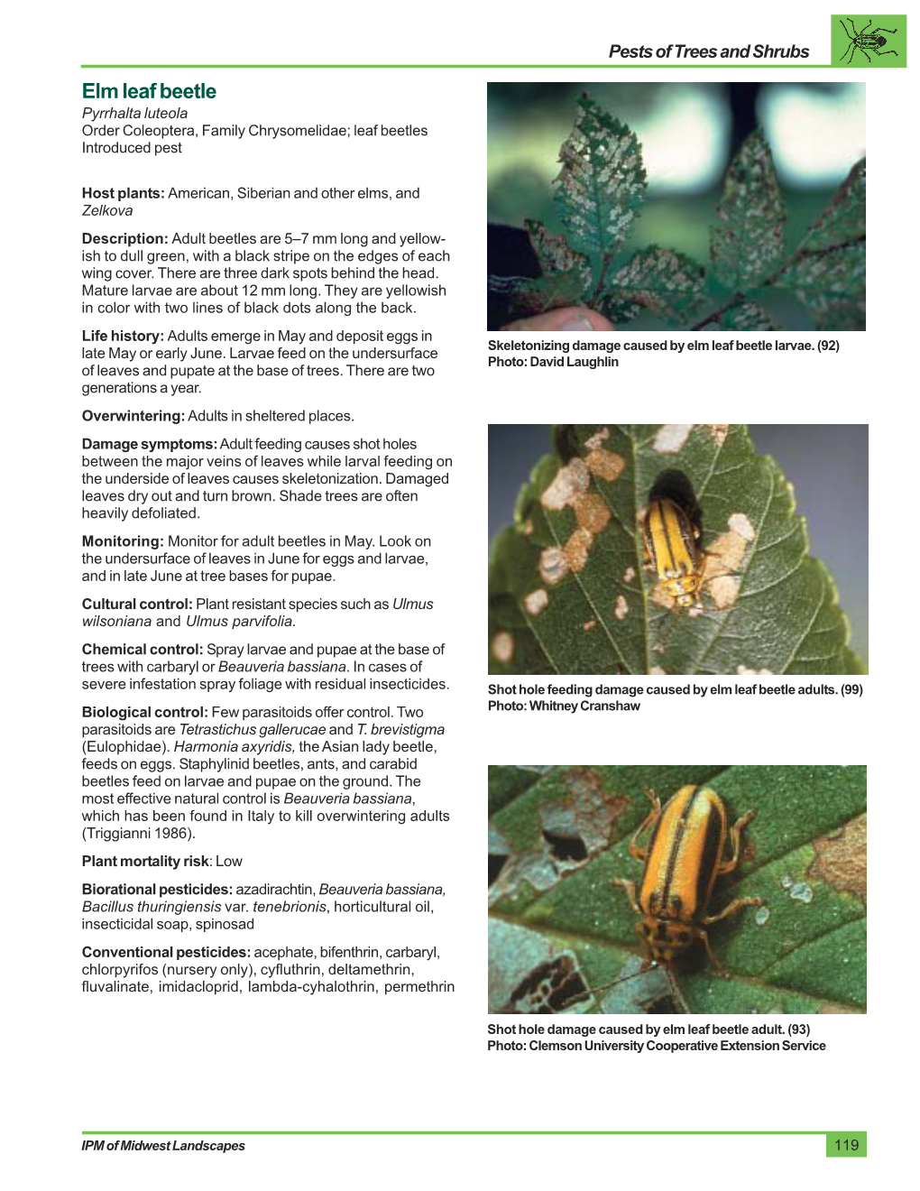Elm Leaf Beetle Pyrrhalta Luteola Order Coleoptera, Family Chrysomelidae; Leaf Beetles Introduced Pest