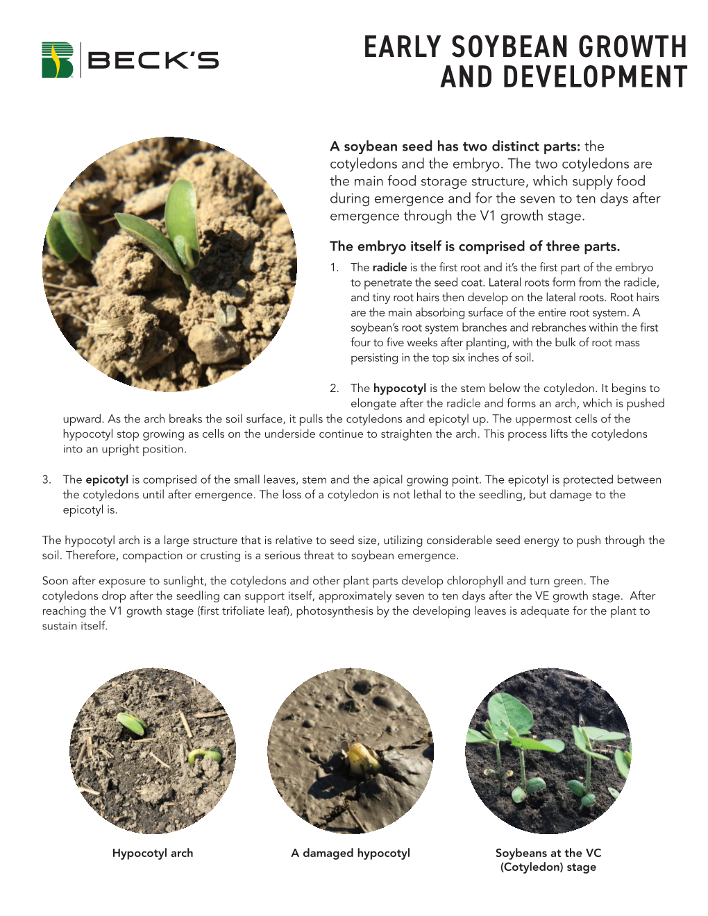 Early Soybean Growth and Development