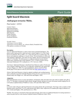 Plant Guide Split Beard Bluestem Andropogon Ternarius Michx