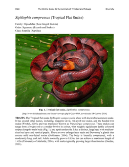 Siphlophis Compressus (Tropical Flat Snake)