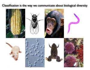 Classification Is the Way We Communicate About Biological
