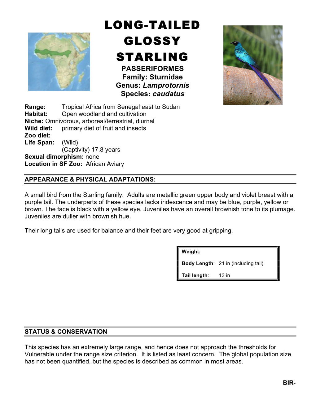 Long-Tailed Glossy Starling