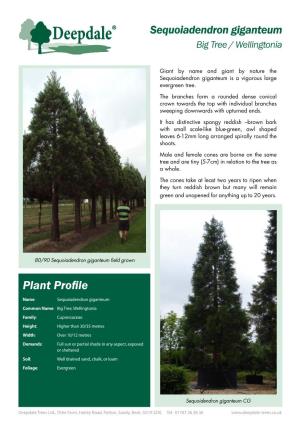 Sequoiadendron Giganteum (Big Tree / Wellingtonia)