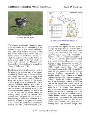Northern Mockingbird (Mimus Polyglottos) Deaver D