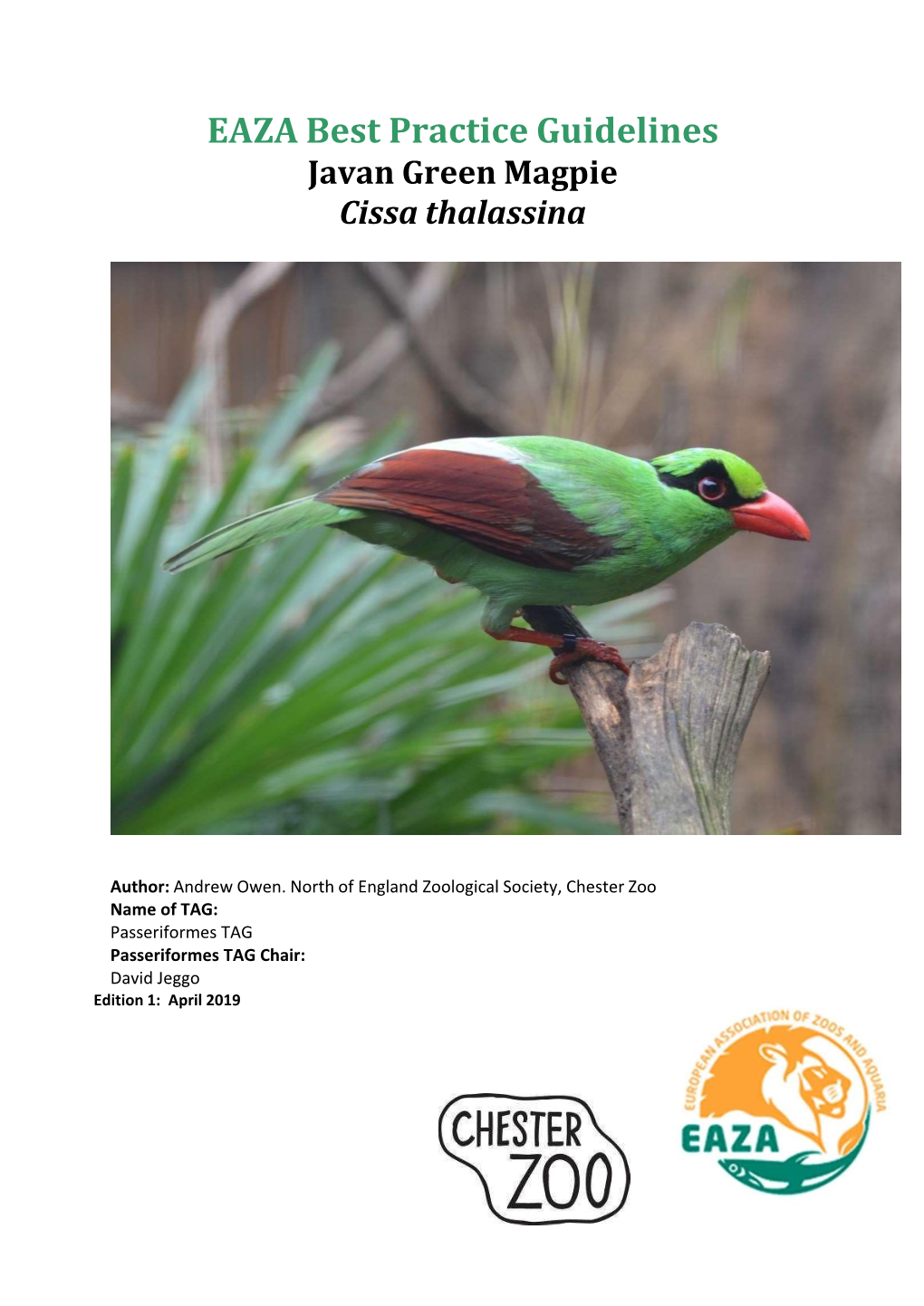 Javan Green Magpie (Cissa Thalassina)
