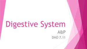 Digestive System A&P DHO 7.11 Digestive System