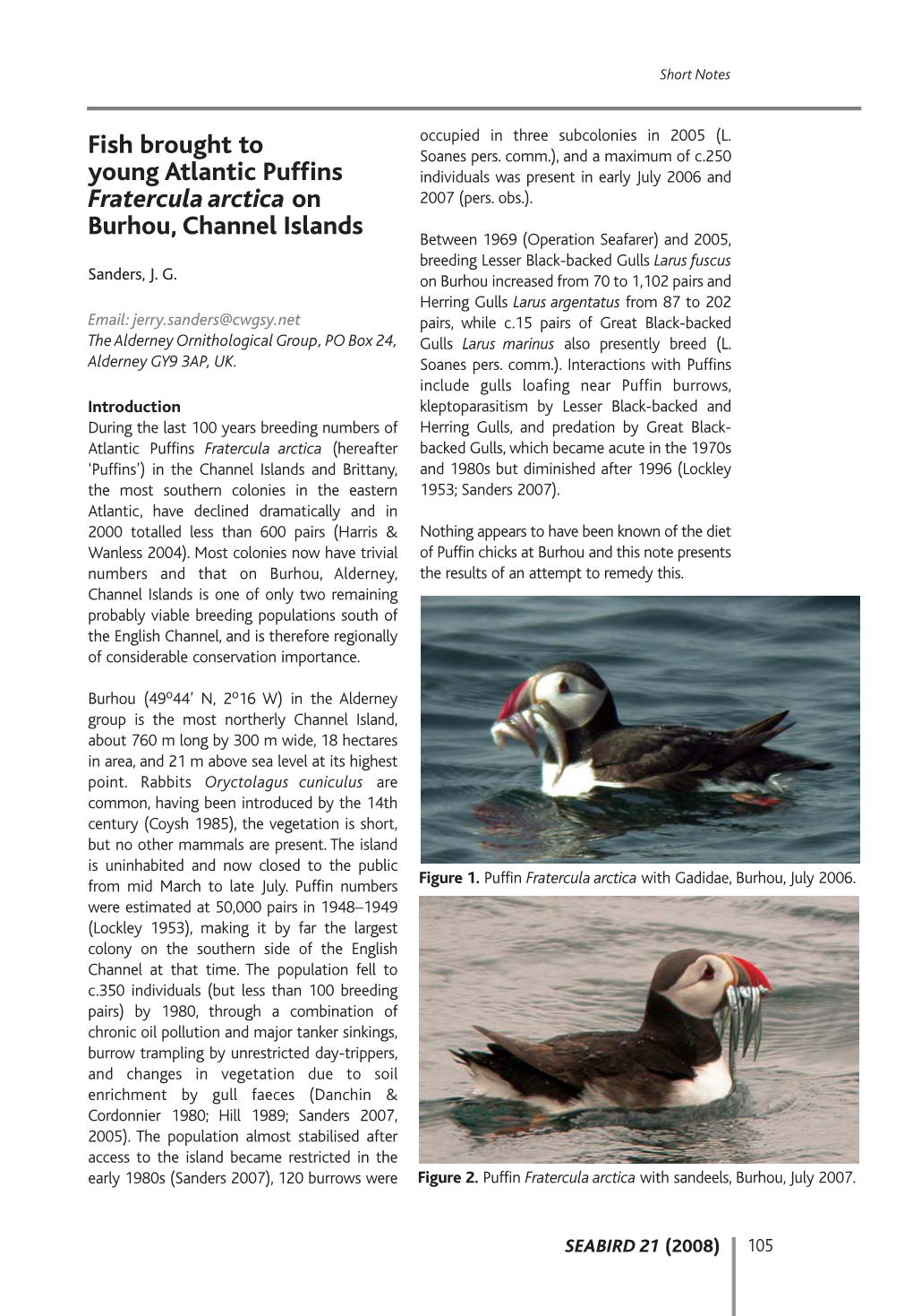 Fish Brought to Young Atlantic Puffins Fratercula Arctica on Burhou