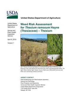 Thesium Ramosum Hayne Animal and (Thesiaceae) – Thesium Plant Health