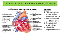 LC: Label the Heart and Describe the Cardiac Cycle
