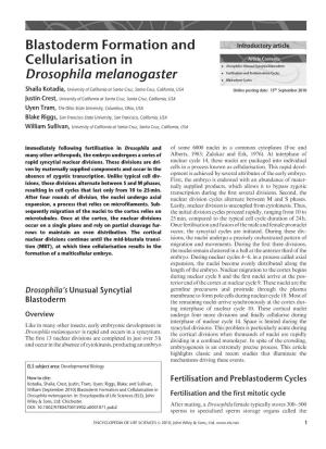"Blastoderm Formation and Cellularisation in Drosophila