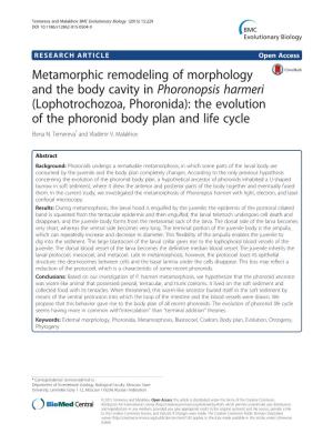 Lophotrochozoa, Phoronida): the Evolution of the Phoronid Body Plan and Life Cycle Elena N