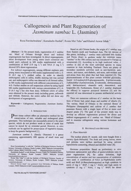Callogenesis and Plant Regeneration of Jasminum Sambac L