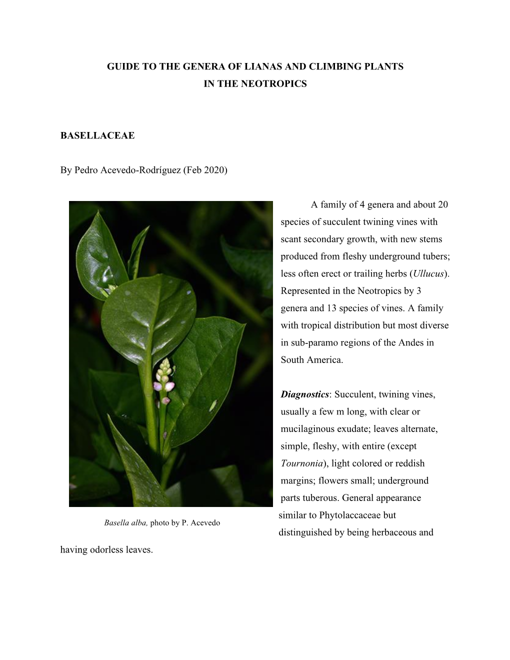 Lianas and Climbing Plants of the Neotropics: Basellaceae