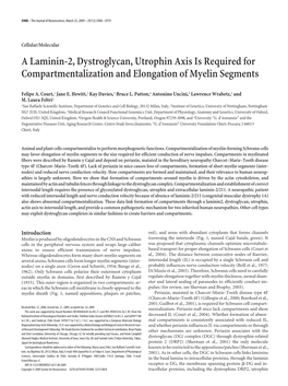 A Laminin-2, Dystroglycan, Utrophin Axis Is Required for Compartmentalization and Elongation of Myelin Segments