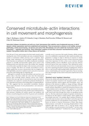 Conserved Microtubule–Actin Interactions in Cell Movement and Morphogenesis