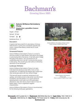 Bachman's Landscaping Autumn Brilliance Serviceberry Clump