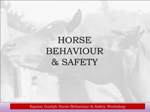 Horse Behaviour & Safety