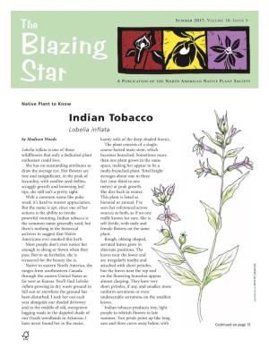 Indian Tobacco Lobelia Inflata by Madison Woods Loamy Soils of the Deep-Shaded Forests