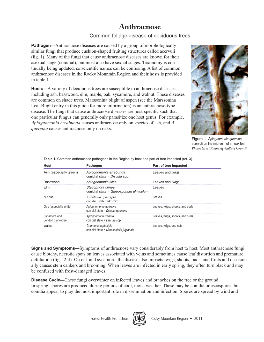 Anthracnose Common Foliage Disease of Deciduous Trees