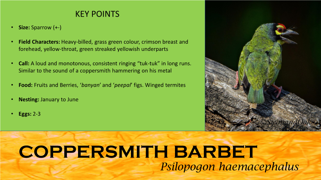 NESTING BEHAVIOUR of the COPPERSMITH BARBET - a Brief Study Project Overview