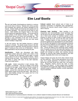 Elm Leaf Beetle