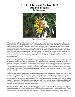 Orchid of the Month for June, 2015 Oncidium Longipes by Bruce Adams