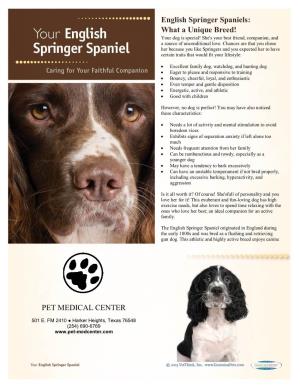 English Springer Spaniels: What a Unique Breed! PET MEDICAL CENTER