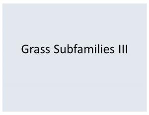 Grass Subfamilies III