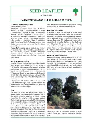 SEED LEAFLET Podocarpus Falcatus