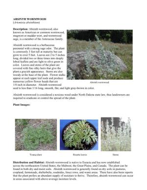ABSINTH WORMWOOD (Artemisia Absinthium)