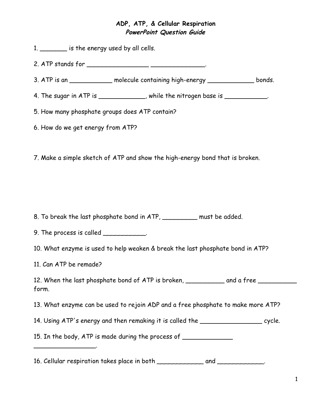 ADP, ATP, & Cellular Respiration