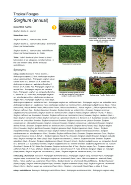 Sorghum (Annual) Scientific Name  Sorghum Bicolor (L.) Moench