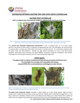 Gypsy Moth and Tent Caterpillars