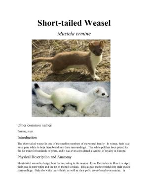Weasel, Short-Tailed