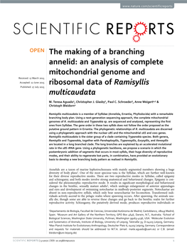 An Analysis of Complete Mitochondrial Genome and Received: 17 March 2015 Accepted: 12 June 2015 Ribosomal Data of Ramisyllis Published: 17 July 2015 Multicaudata