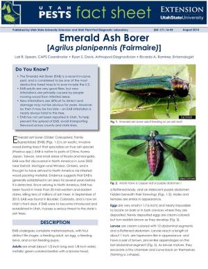 Emerald Ash Borer [Agrilus Planipennis (Fairmaire)] Lori R