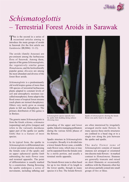 Schismatoglottis – Terrestrial Forest Aroids in Sarawak