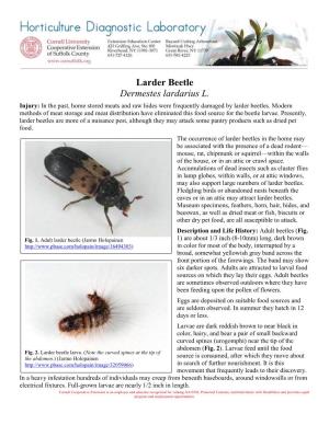 Larder Beetle Dermestes Lardarius L