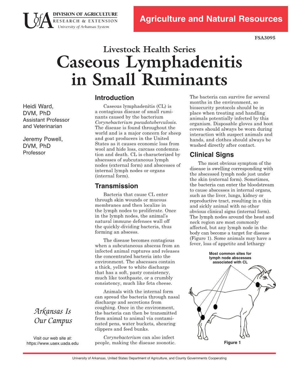 Caseous Lymphadenitis in Small Ruminants